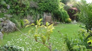 Chalet gardens - Bottom lawn level