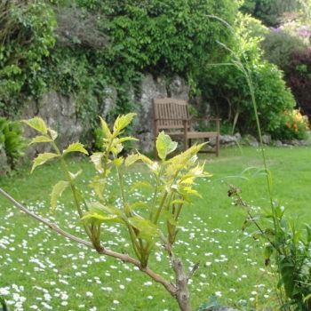 Chalet gardens - Bottom lawn level